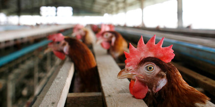 Bird Flu Increases The Threat To Chicken Farmers Livelihoods